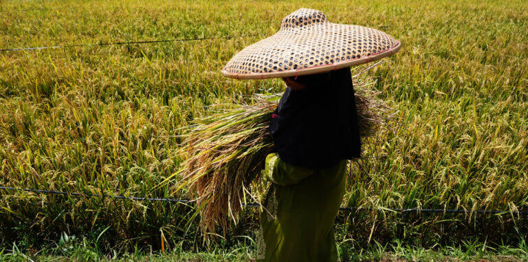 Tantangan Besar, Ketergantungan Impor Pangan dan Dampaknya terhadap Rupiah