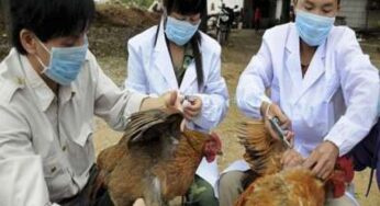 Pertanian Perserikatan Bangsa-Bangsa, Vaksin Avian Influenza