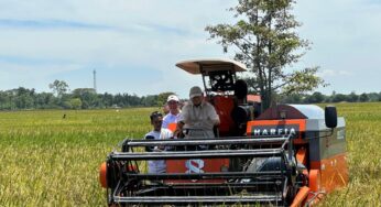 BULOG Tembus 1 Juta Ton, Optimalkan Penyerapan Panen Raya
