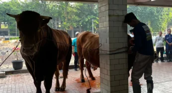 Sapi Kurban Prabowo-Gibran Disembelih di Istiqlal Hari Ini