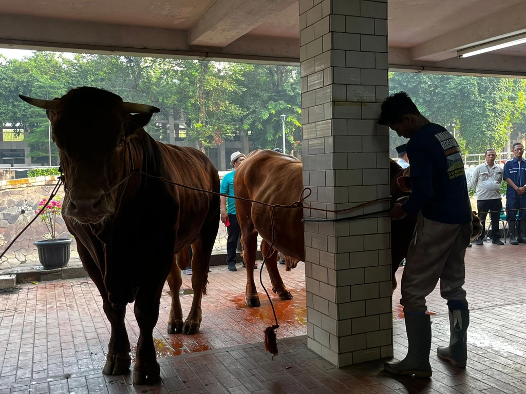 Sapi Kurban Prabowo-Gibran Disembelih di Istiqlal Hari Ini
